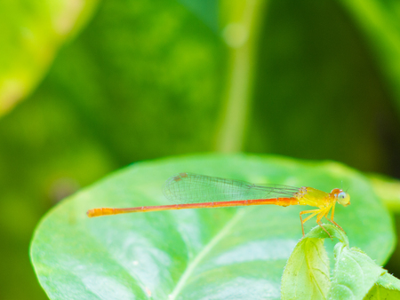 Dragonfly fly catching branches and leaves, blur the background.