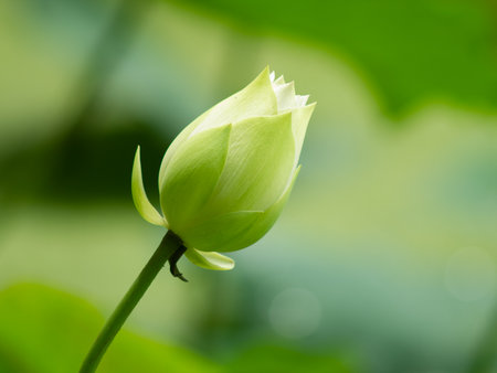 White lotus flower and green leaf in the pond with sunlight.の写真素材