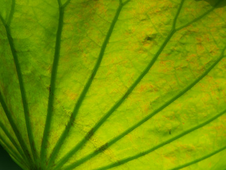 Close up of lotus leaf in the pond. Abstract background.