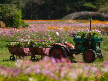 Tractor in the field with flowers in the garden, Thailand.の写真素材