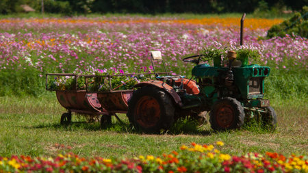 Old tractor in the field of colorful flowers, Chiang Mai Thailand