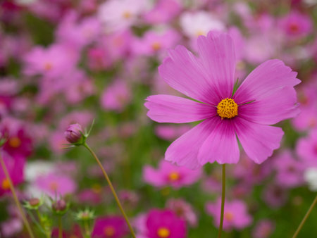 Cosmos flowers blooming in the garden. Nature background. Selective focus.の写真素材