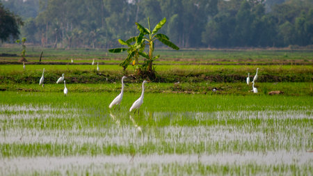 White heron in rice field in Thailand. (Egretta garzetta)の写真素材