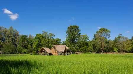 Rice Field Hut with Mountain Backgroundの写真素材