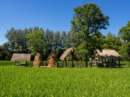 Rice field with thatched huts and blue sky in Thailandの写真素材