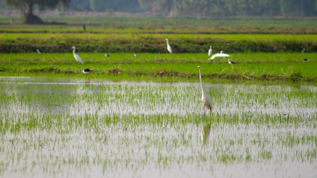 Little egret bird looking for food in rice paddy field.
