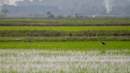 Black stork in rice field in Thailand. This is a water bird.