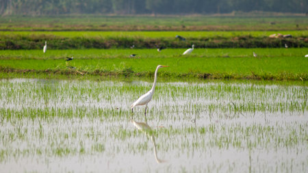 Great egret in the rice field in Thailand. (Egretta alba)の写真素材