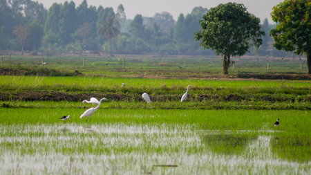 Egrets in the rice field in the morning, Thailand.の写真素材