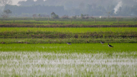 A group of long-billed birds standing in a line on a rice field ridge surrounded by lush green paddies. A peaceful rural wildlife scene ideal for nature and countryside themes.の写真素材