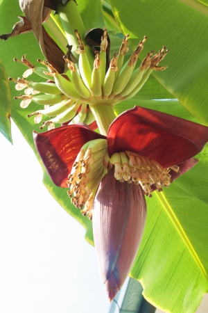 Banana Flowerの写真素材