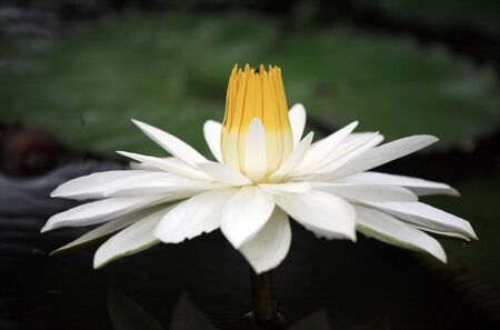 The lotus flower in the peaceful pond の写真素材
