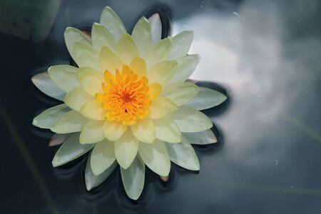 lotus blossoms or water lily flowers blooming 