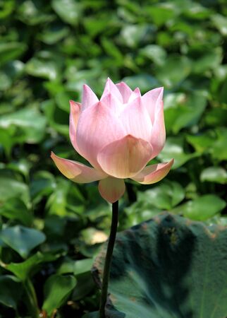 lotus blossoms or water lily flowers blooming の写真素材