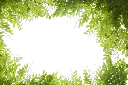 panoramic Green leaves on white background の写真素材