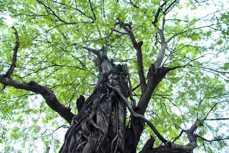 green leaves の写真素材