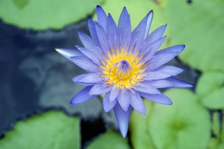 lotus blossoms or water lily flowers bloomingの写真素材