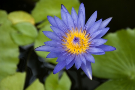lotus blossoms or water lily flowers bloomingの写真素材