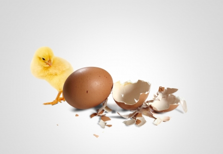 The yellow small chicks with egg isolated on a white backgroundの写真素材