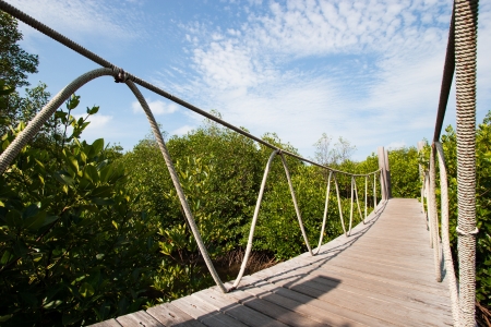 Hanging bridge in the forestの写真素材