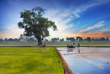 A farmer driving tractor in rice field with sunrise , Thailandの写真素材