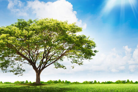 Green tree nature landscapeの写真素材