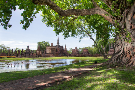 Braided roots of large banyan tree in Sukhothai Historical Park, Thailand の写真素材