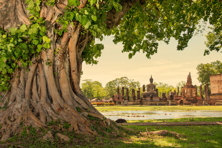 Braided roots of large banyan tree in Sukhothai Historical Park, Thailand の写真素材