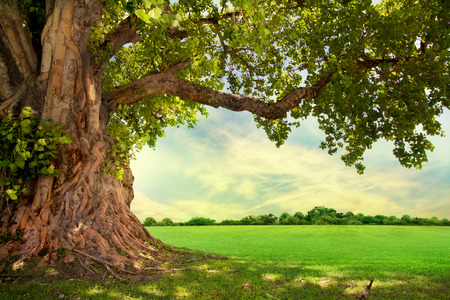 Spring meadow with big tree with fresh green leaves