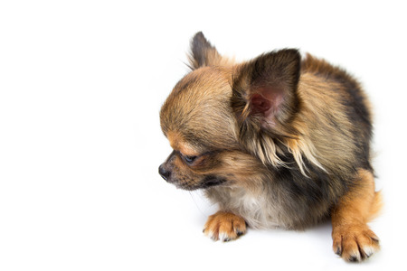 chihuahua puppy looking down on white backgroundの写真素材
