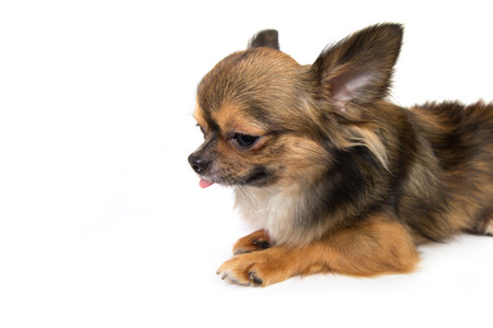 Chihuahua isolated on white backgroundの写真素材
