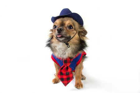 Chihuahua isolated on white backgroundの写真素材