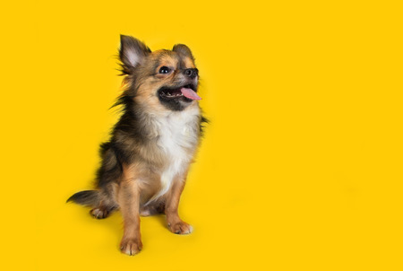 Chihuahua isolated on yellow backgroundの写真素材