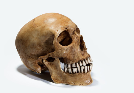 Human skull on isolated white backgroundの写真素材