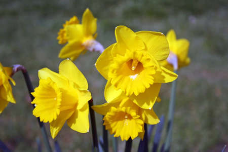 daffodils in a woodの写真素材