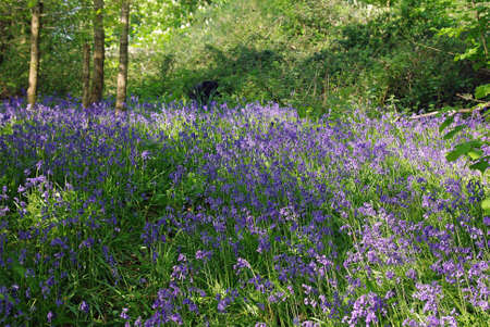 bluebell woodの写真素材