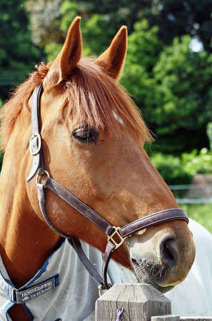 chestnut horseの写真素材