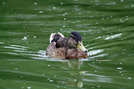 duck