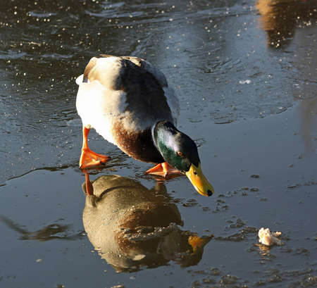 ducks on iceの写真素材