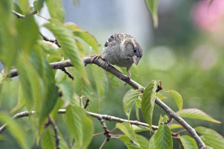 wild birdsの写真素材