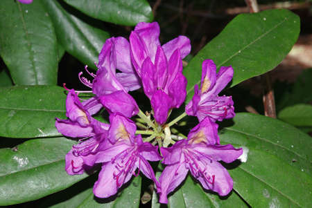 wild flowersの写真素材