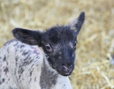 lambing timeの写真素材