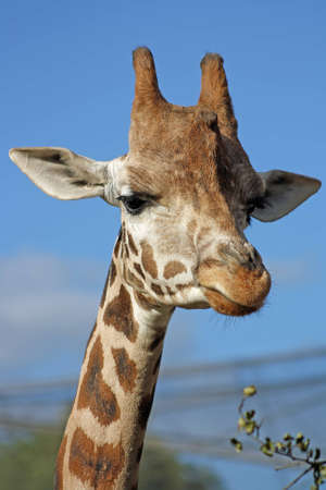 giraffeの写真素材