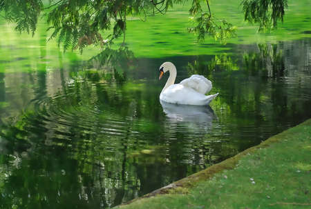 swan on a lakeの写真素材