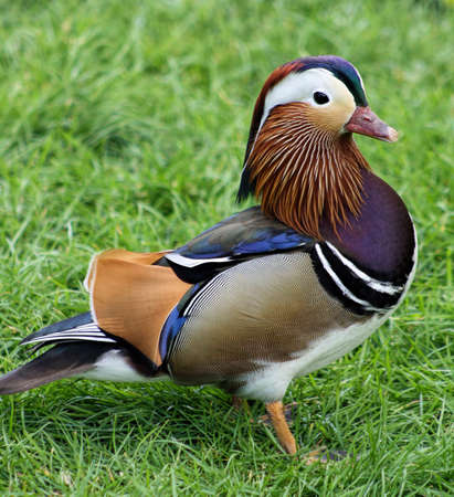 male mandarin duckの写真素材