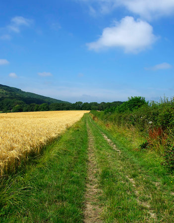 a wheat fieldの写真素材