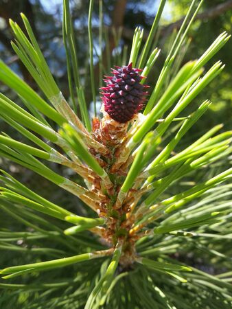 Small, growing pine cone の素材
