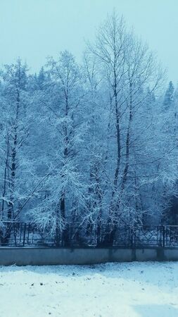 High tree covered by snowの素材
