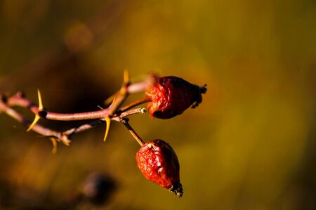 Red berries in autumn lightの素材