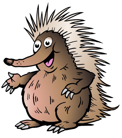 Hand-drawn Vector illustration of an Echidnaのイラスト素材